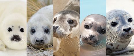 5 seals and how they make perfect liners for your container